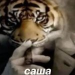 laplak_orig